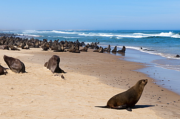 Cape fur seal (Arctocephalus pusilus), Skeleton Coast National Park, Namibia, Africa