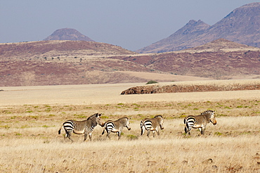 Hartmann's mountain zebra (Equus zebra hartmannae), Palmwag Concession, Damaraland, Namibia, Africa