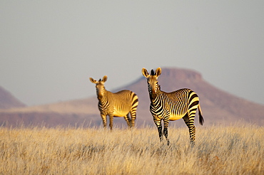 Hartmann's mountain zebra (Equus zebra hartmannae), Palmwag Concession, Damaraland, Namibia, Africa