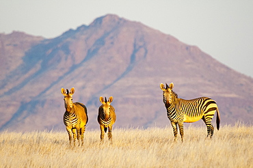 Hartmann's mountain zebra (Equus zebra hartmannae), Palmwag Concession, Damaraland, Namibia, Africa