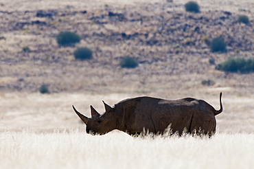 Desert adapted black rhinoceros (Diceros bicornis), Palmwag Concession, Damaraland, Namibia, Africa