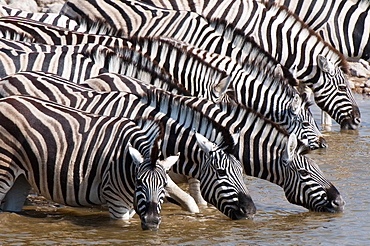 Burchell's zebra (Equus burchellii), Etosha National Park, Namibia, Africa