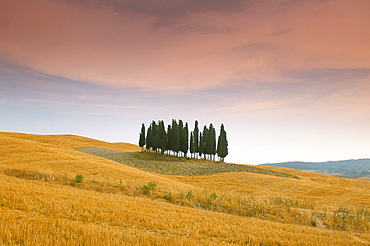 Cypress trees in Tuscan field, Val d'Orcia, Siena province, Tuscany, Italy, Europe