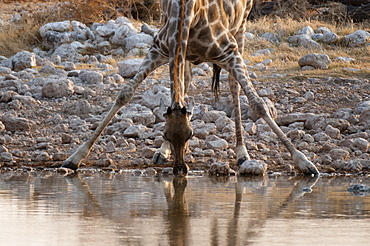 Giraffe (Giraffa camelopardalis) drinking, Etosha National Park, Namibia, Africa