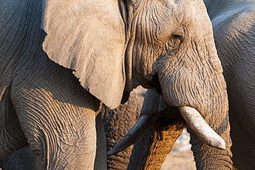 African elephant (Loxodonta africana), Etosha National Park, Namibia, Africa