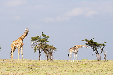 Giraffe (Giraffa camelopardalis), Masai Mara, Kenya, East Africa, Africa