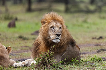 Lion (Panthera leo), Masai Mara, Kenya, East Africa, Africa