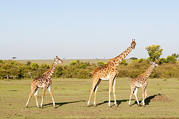 Giraffe (Giraffa camelopardalis), Masai Mara, Kenya, East Africa, Africa