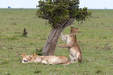 Lion (Panthera leo), Masai Mara, Kenya, East Africa, Africa