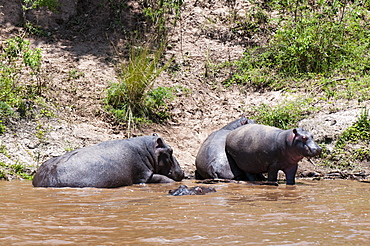 Hippopotamus (Hippopotamus amphibius), Masai Mara, Kenya, East Africa, Africa