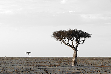 Masai Mara, Kenya, East Africa, Africa