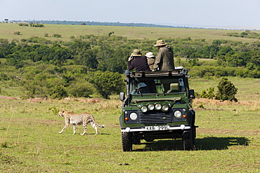 Cheetah, (Acynonix jubatus), Masai Mara, Kenya, East Africa, Africa