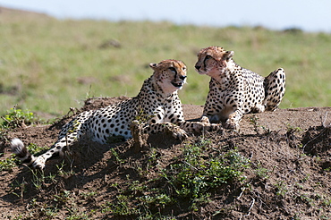 Cheetah (Acynonix jubatus), Masai Mara, Kenya, East Africa, Africa