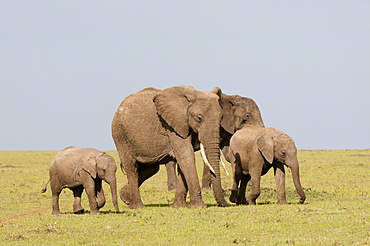 African elephant (Loxodonta africana), Masai Mara, Kenya, East Africa, Africa