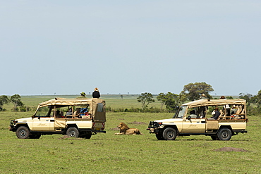 Lion (Panthera leo), Masai Mara, Kenya, East Africa, Africa