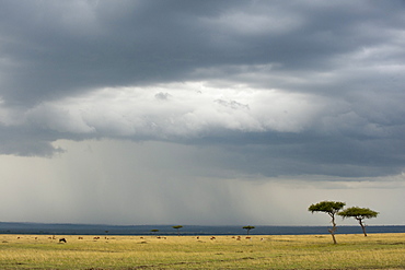 Masai Mara, Kenya, East Africa, Africa