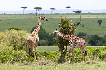 Giraffe (Giraffa camelopardalis), Masai Mara, Kenya, East Africa, Africa