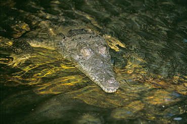 Crocodile, Black River, St. Elizabeth, Jamaica, West Indies, Central America