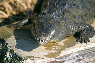 Crocodile, Black River, St. Elizabeth, Jamaica, West Indies, Central America