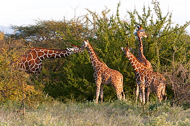 Masai giraffe (Giraffa camelopardalis), Samburu National Reserve, Kenya, East Africa, Africa 