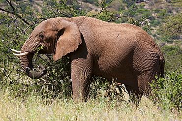 African elephant (Loxodonta africana), Samburu National Reserve, Kenya, East Africa, Africa 