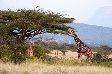 Masai giraffe (Giraffa camelopardalis), Samburu National Reserve, Kenya, East Africa, Africa 