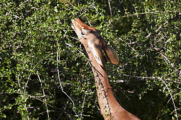 Gerenuk (Litocranius walleri), Samburu National Reserve, Kenya, East Africa, Africa 