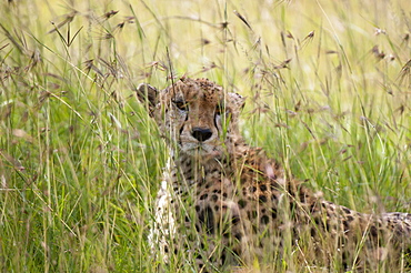 Cheetah (Acynonix jubatus), Masai Mara National Reserve, Kenya, East Africa, Africa 