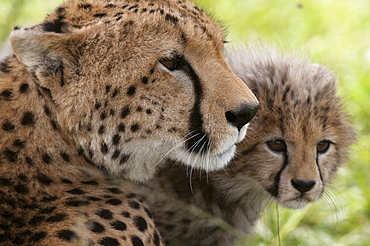 Cheetah (Acynonix jubatus) and cub, Masai Mara National Reserve, Kenya, East Africa, Africa 