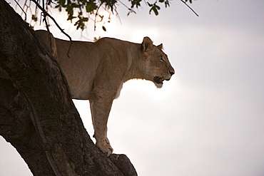 Lion (Panthera leo) on acacia tree, Masai Mara National Reserve, Kenya, East Africa, Africa 