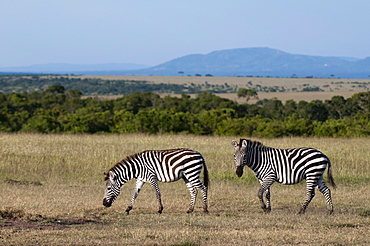 Common zebra (Equus quagga), Masai Mara National Reserve, Kenya, East Africa, Africa 