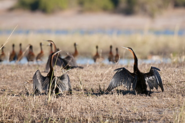 African darter (Anhinga rufa), Chobe National Park, Botswana, Africa 