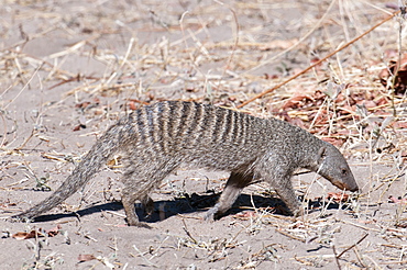 Banded mongoose (Mungos mungo), Chobe National Park, Botswana, Africa 