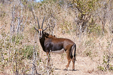 Sable antelope (Hippotragus niger), Chobe National Park, Botswana, Africa 