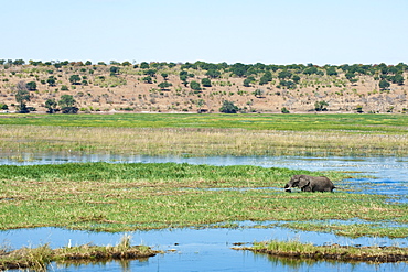 African elephant (Loxodonta africana) crossing Chobe River, Chobe National Park, Botswana, Africa 