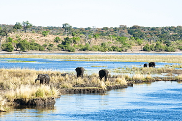 African elephants (Loxodonta africana), Chobe National Park, Botswana, Africa 