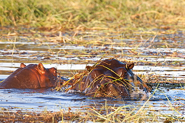 Hippopotamus (Hippopotamus amphibius), Chobe National Park, Botswana, Africa 