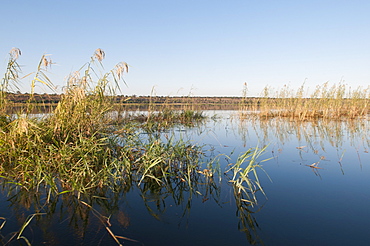 Chobe River, Chobe National Park, Botswana, Africa 