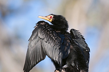 Reed cormorant (Phalacrocorax africanus), Chobe National Park, Botswana, Africa 