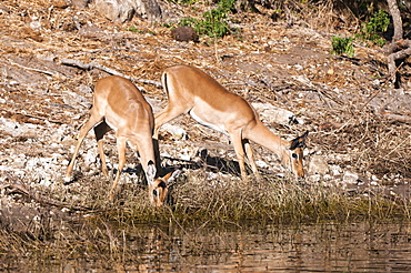 Impala (Aepyceros melampus), Chobe National Park, Botswana, Africa 