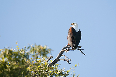 African fish eagle (Haliaeetus vocifer), Chobe National Park, Botswana, Africa 