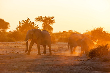 African elephants (Loxodonta africana), Chobe National Park, Botswana, Africa 