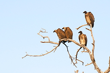 White-backed vulture (Gyps africanus), Chobe National Park, Botswana, Africa 