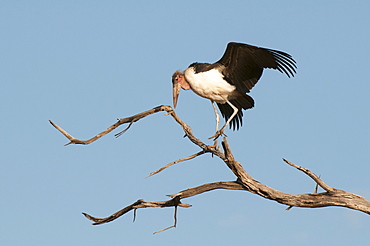 Marabou stork (Leptoptilos crumeniferus), Chobe National Park, Botswana, Africa 