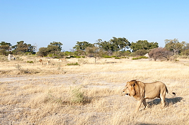 Lions (Panthera leo), Chief Island, Moremi Game Reserve, Okavango Delta, Botswana, Africa 