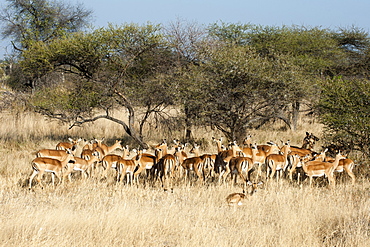 Impala (Aepyceros melampus), Chief Island, Moremi Game Reserve, Okavango Delta, Botswana, Africa 