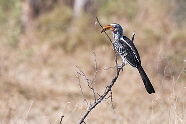 Southern yellow -billed hornbill (Tockus flavirostris), Chief Island, Moremi Game Reserve, Okavango Delta, Botswana, Africa 