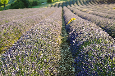 Lavender fields, Sault, Provence, France, Europe