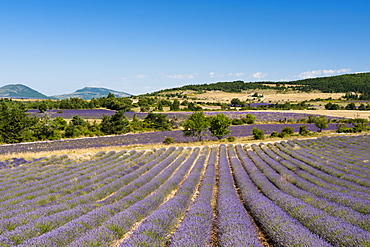 Lavender fields, Terrassieres, Provence, France, Europe