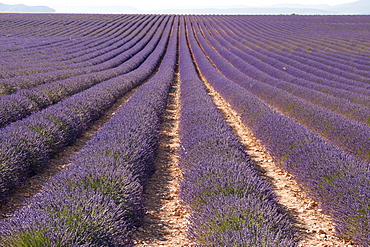 Lavender fields, Valensole, Provence, France, Europe